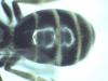 Lasioglossum sp.